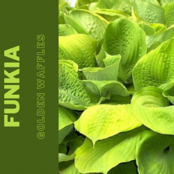 Funkia   "Golden Waffles"